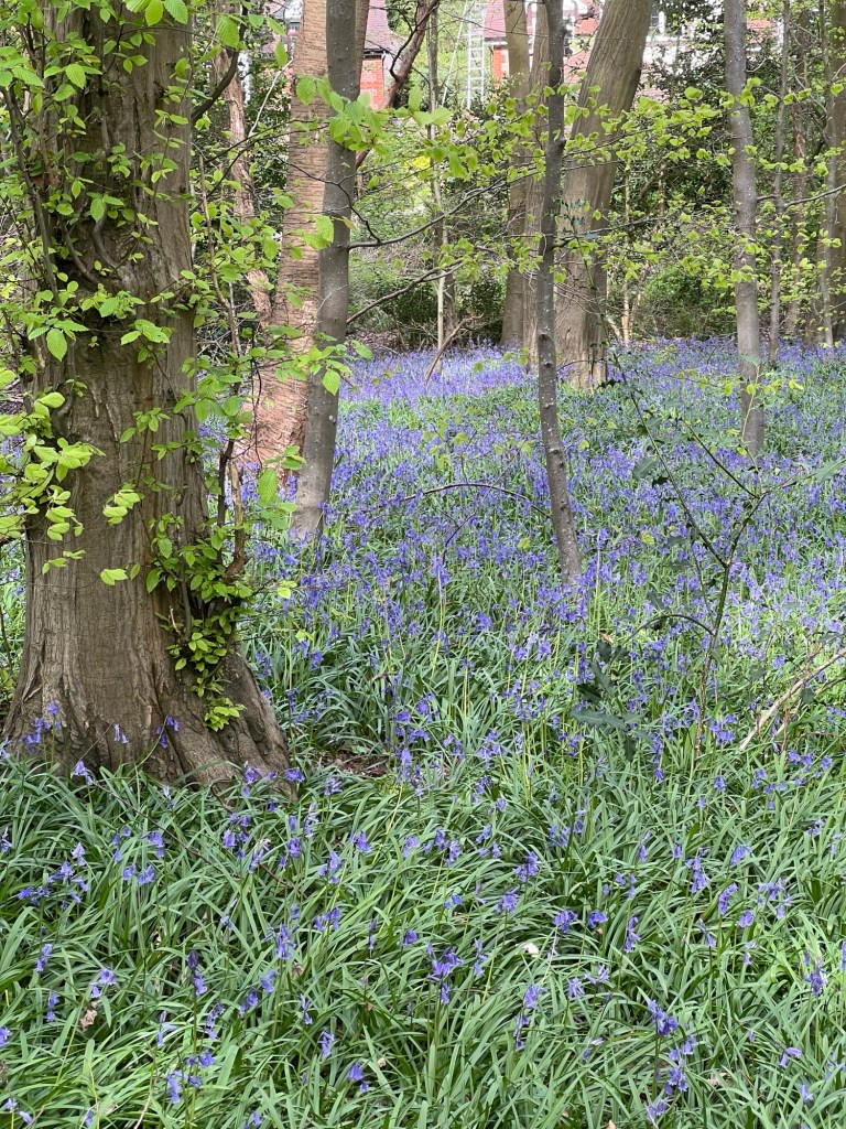 Bluebells carpeting the undergrowth in one of the woods I walk in.