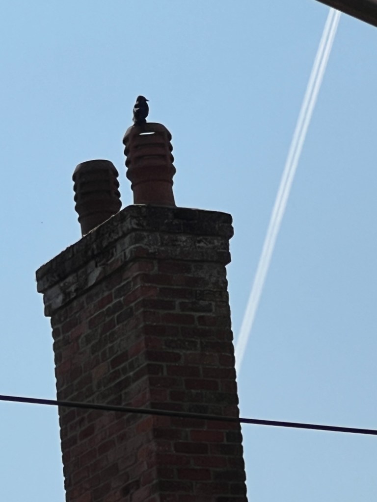 Welwyn North station
Brick chimney with two terracotta chimney pots on top, one of which has a bird perched on it. The sky is clear and blue, with a white contrail from an airplane diagonally crossing the background. There are also a couple of black wires running horizontally across the lower part of the image. The bird is silhouetted against the sky, making it difficult to see its details.