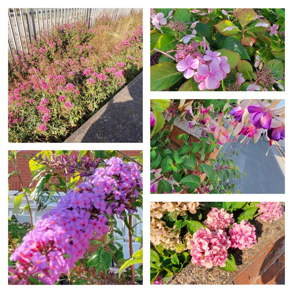 A collage of five images featuring various pink and purple flowers outdoors.

Top left: A garden bed with clusters of small pink flowers growing densely along a concrete edge, next to a metal fence.

Top right: Close-up of several light pink flowers with four petals each, surrounded by green leaves.

Middle right: Light purple and pink hanging flowers growing over a brick wall, next to a paved street in daylight.

Bottom left: A cluster of small purple flowers with tiny orange centers, attached to a green plant with leaves in the background.

Bottom right: Several rounded clusters of pink flowers resting on a textured stone and brick surface, with leaves around them.
