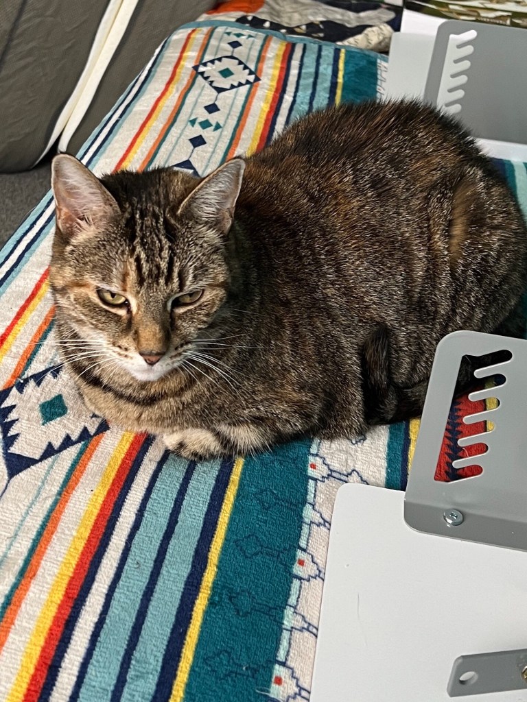 Willow a grey tabby cat resting on a colourful, patterned blanket. The cat is lying with its paws tucked under its body and has a relaxed but slightly serious expression. There are some metallic brackets near the her, she is judging me on my stupidity as I messed up making my sewing table.
The blanket features vivid colours such as teal, yellow, red, and white arranged in geometric and striped patterns.