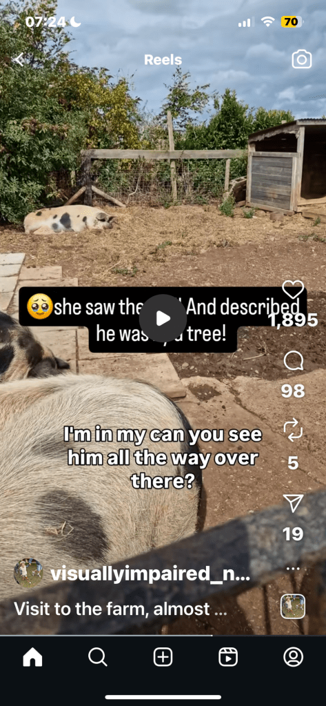 Farmyard scene showing two large pigs with black spots—one in the foreground standing close to the camera, and another in the background resting near a fence. There is a wooden structure to the right, an animal shelter. The ground is dry and patchy, with trees and bushes along the fence line. Overlay text reads: "🥺she saw the pig! And described he was a tree!" and "I'm in my can you see him all the way over there?" Instagram interface elements are visible, including the username visuallyimpaired_n... and "Visit to the farm, almost ...". The video has 1,895 likes, 98 comments, 5 shares, and 19 saves. The time at the top is 07:24.