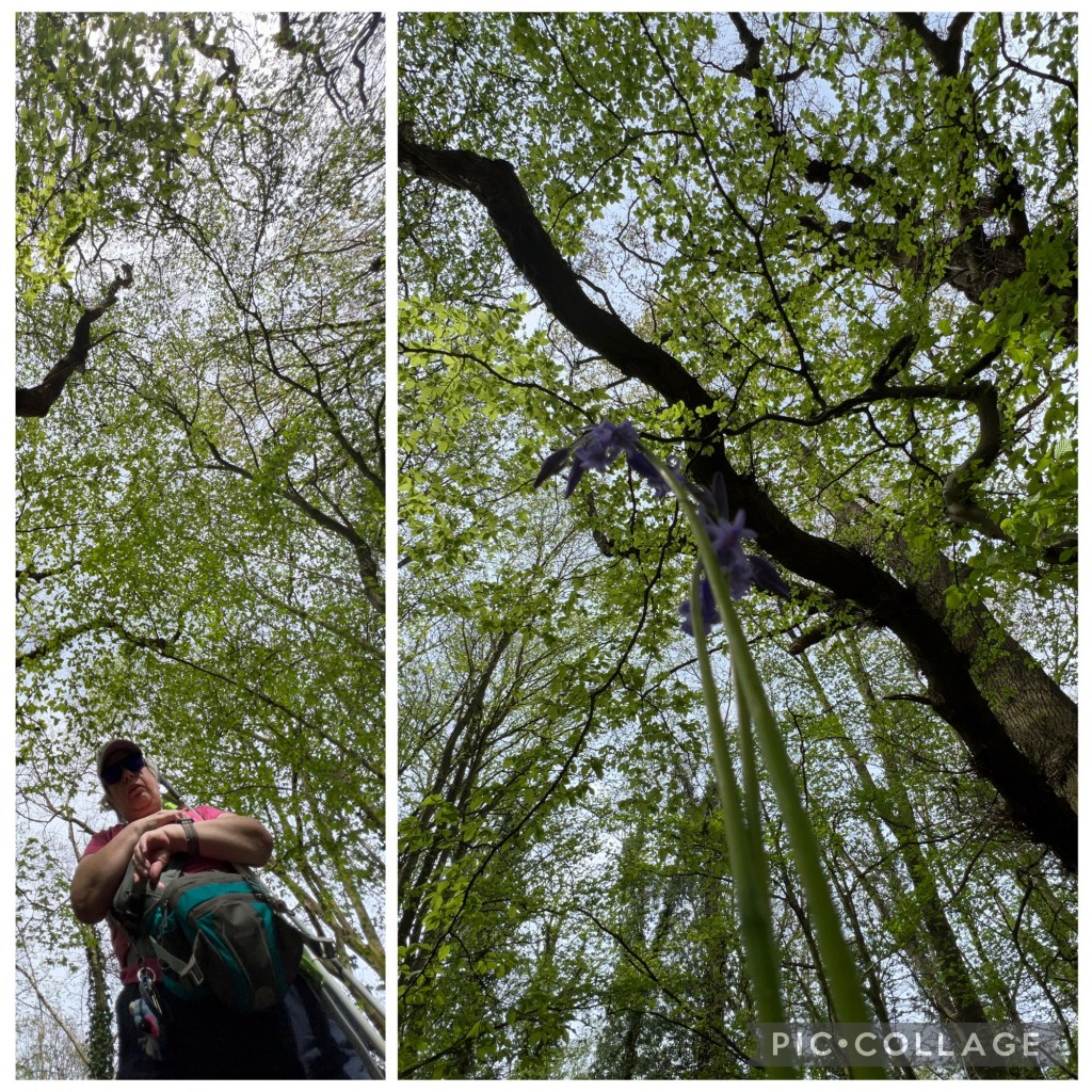 A two-photo collage taken from a very low angle under tall trees with fresh green leaves and patches of pale sky showing through.
Left photo: A person stands near the bottom-left, wearing a cap and dark sunglasses, a pink short-sleeve shirt, and a large teal-and-gray backpack with straps across the front. The person’s arms are crossed near the chest. Tree branches and leaves fill most of the frame overhead.
Right photo: Two long green stems rise from the bottom center toward the middle, topped with small purple, bell-shaped flowers that are slightly out of focus. Behind them is a thick, dark tree branch stretching diagonally across the upper half, with dense green leaves and sky beyond. The text “PIC COLLAGE” appears at the bottom-right.