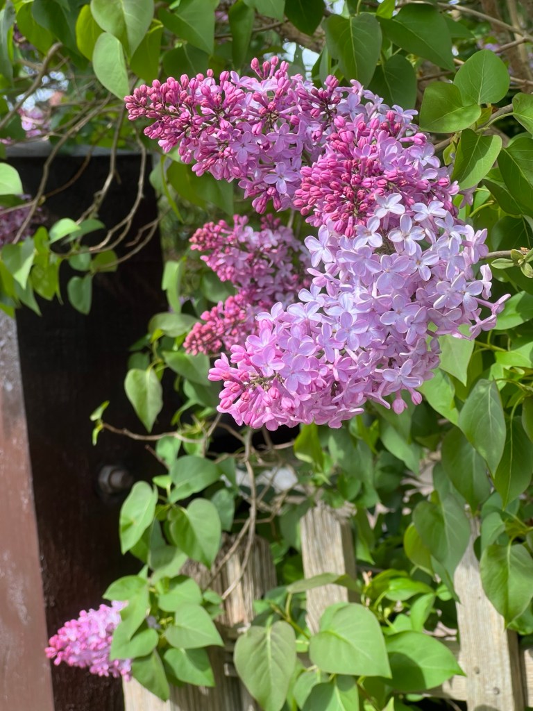 Soft purple lilac flower spikes against the deeper berry coloured spikes still tightly budded. The background is the leaves against a weathered wooden fence.